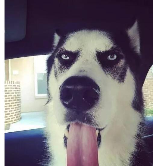 当哈士奇秃头的时候我扶墙笑了25个5小时