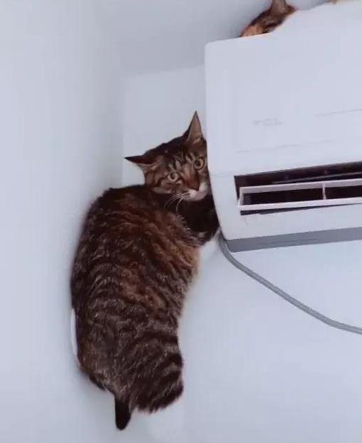 请问,空调装好几十天了,为什么还没有长出猫咪来?