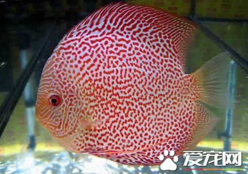 什么热带鱼吃水草