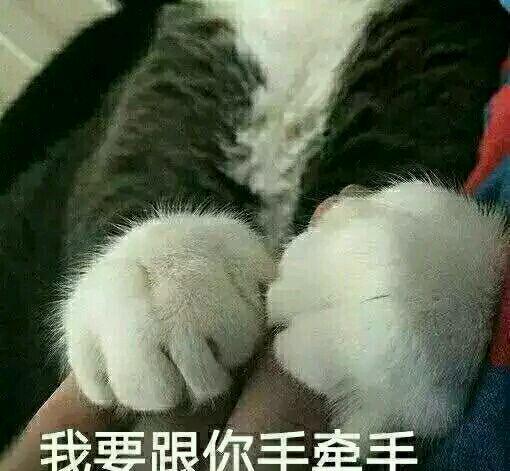 猫咪撒娇表情包没有男朋友的就不要点进来了