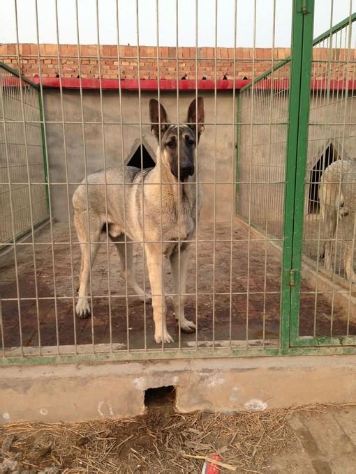 今天就带你了解怎么区别黑狼跟狼青