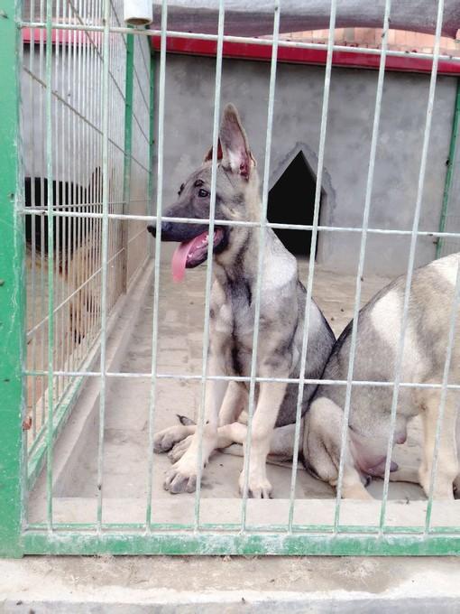 今天就带你了解怎么区别黑狼跟狼青