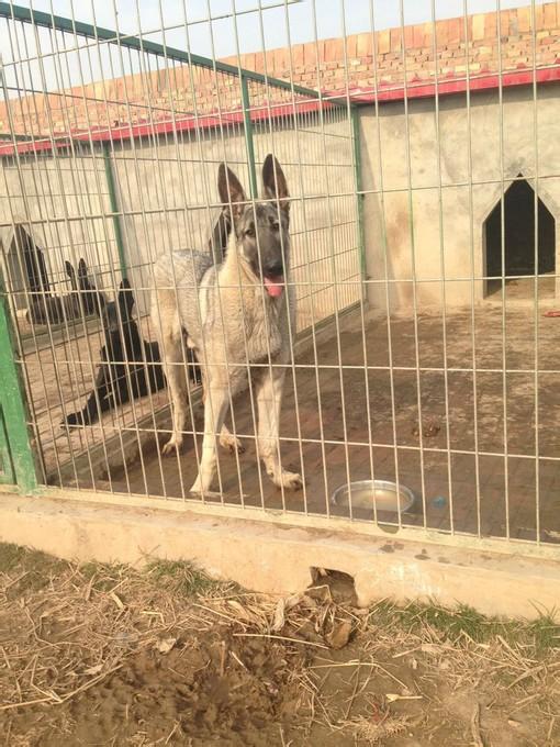 有人说黑狼犬就是黑色的狼青!今天就带你了解怎么区别黑狼跟狼青