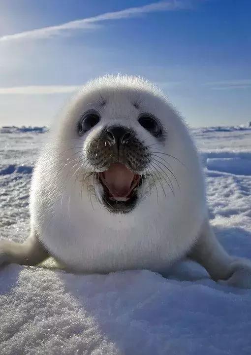 爱笑的动物运气都不会太差|摇摇床|笑容|福相_新浪新闻