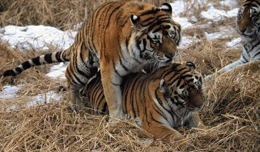 动物交配表情丰富有些一脸陶醉有些一脸嫌弃
