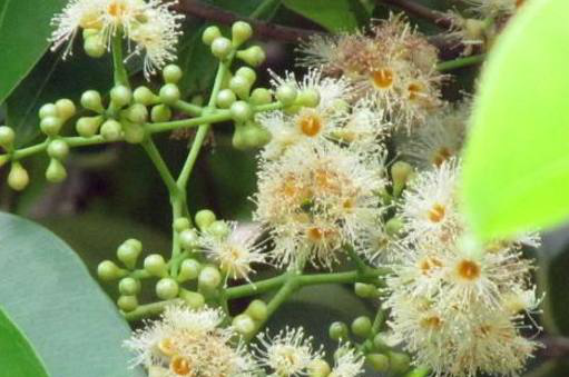 这长着绒毛的植物,你见过么,中医说可是味很好的中药材|水翁|中药材