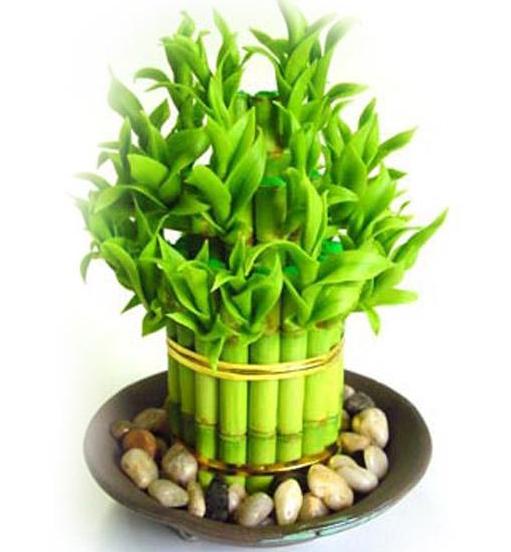 农历狗年,这种植物在家里放一样,旺家,旺财,铁定一年好运!