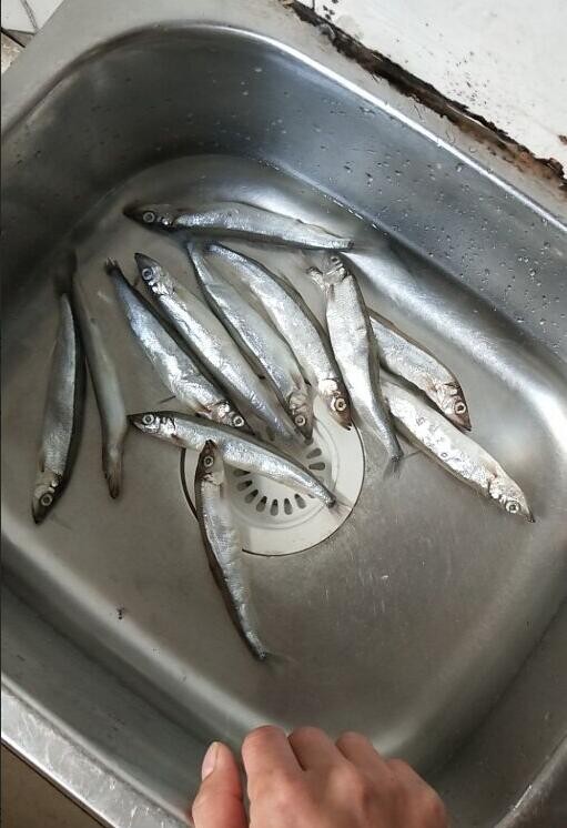 冬天用路亚钓法能钓到不少这种肉嫩银白的鱼,不比台钓鱼获少!