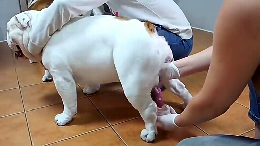 一群大妈给狗狗做羞羞事情 狗:能做别把灯打开