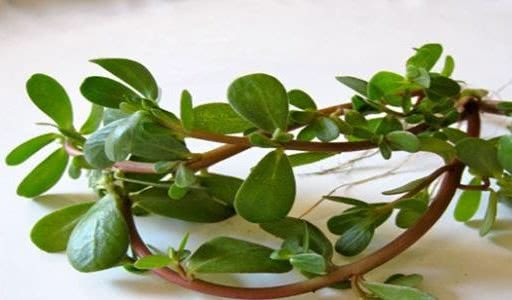 用马齿苋洗头能让白发变黑吗这个小妙招不错