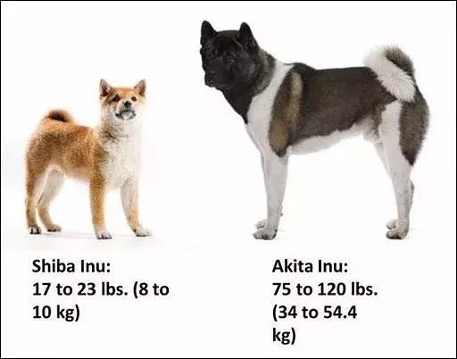 秋田犬年龄体重对照图图片