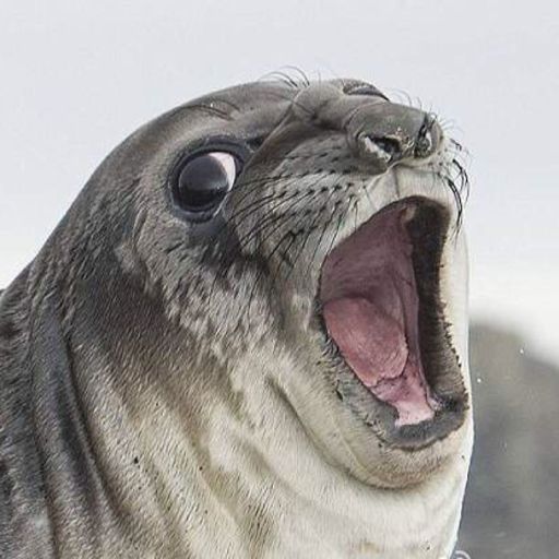 你去和海狗相爱吧@萨po但他给我拍成了海狗?