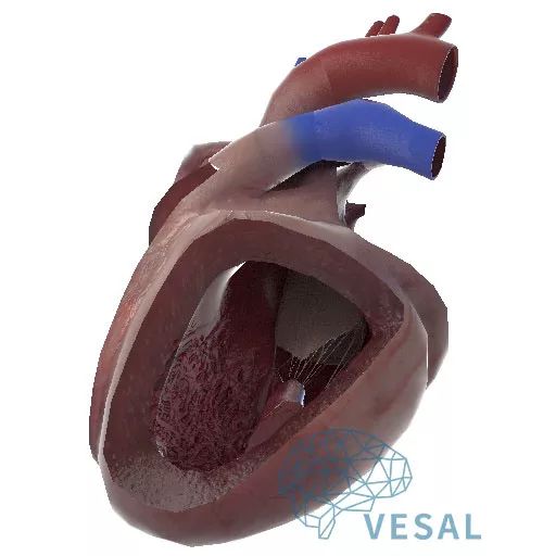 精美解剖图欣赏——暨维萨里3d心血管系统心脏解剖!|心血管|解剖图|维