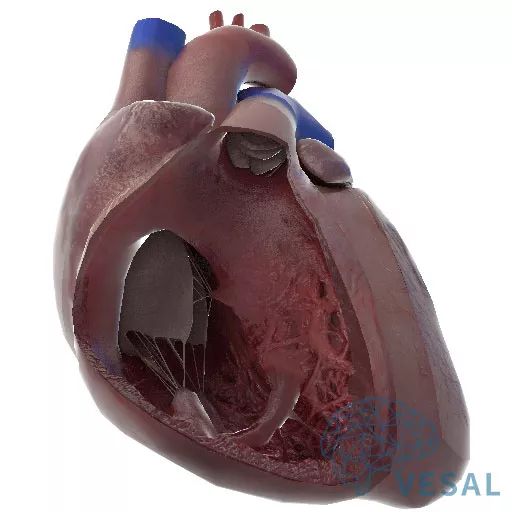 精美解剖图欣赏——暨维萨里3D心血管系统心脏解剖！|心血管|解剖图|维萨里_新浪新闻