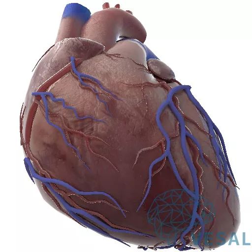 精美解剖图欣赏——暨维萨里3d心血管系统心脏解剖!|心血管|解剖图|维
