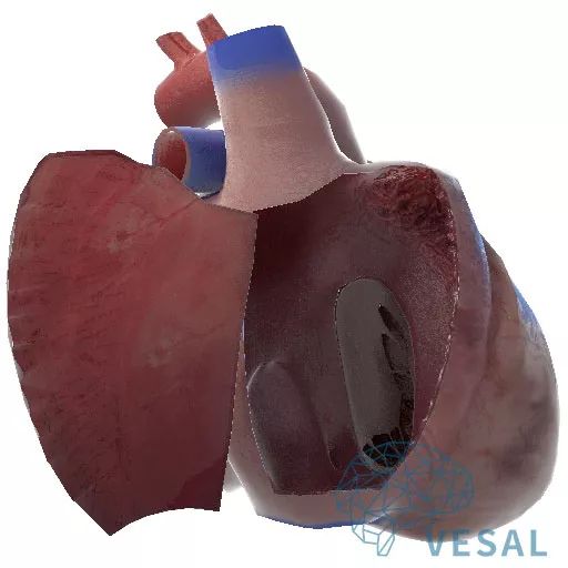 精美解剖图欣赏——暨维萨里3d心血管系统心脏解剖!|心血管|解剖图|维