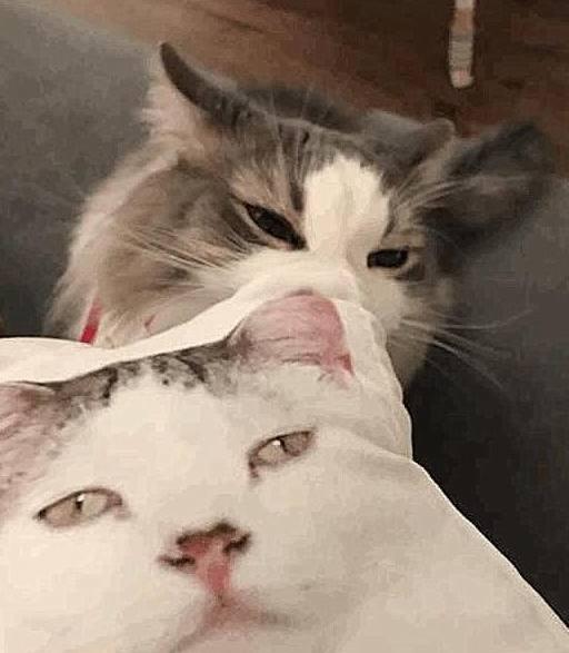 猫咪看到自己的抱枕,一脸的嫌弃