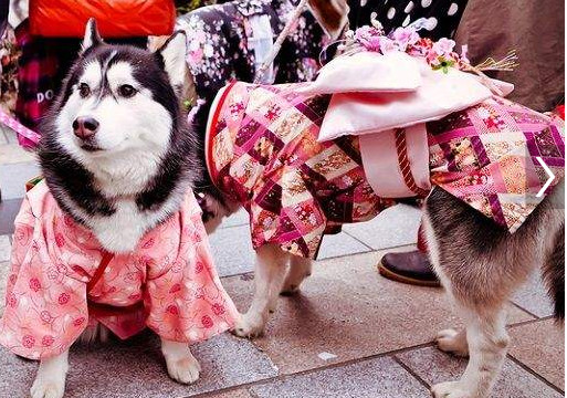 把宠物狗当孩子,穿婴儿衣服拍写真,日本人还为狗狗做这件事