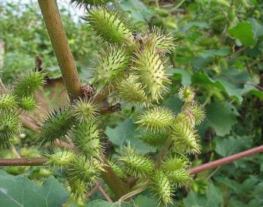 农村有种粘人的苍刺头一斤20身价翻倍涨是慢性鼻炎的克星