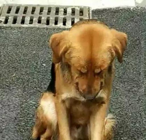 马路中央坐着一只低头不语的狗狗,知道原因后,愤怒不已