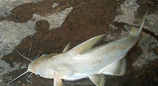 这个鱼贵的要死,只有在高级饭店里才能吃到|芝麻|剑鱼|饭店_新浪新闻