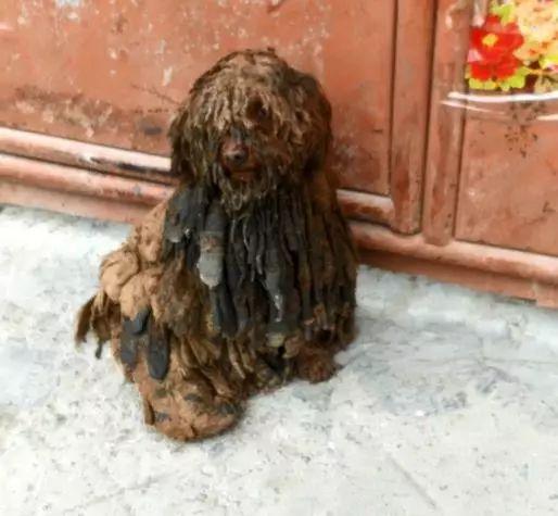 这只泰迪可能是头条混得最惨的了,蓬头垢面像拖把