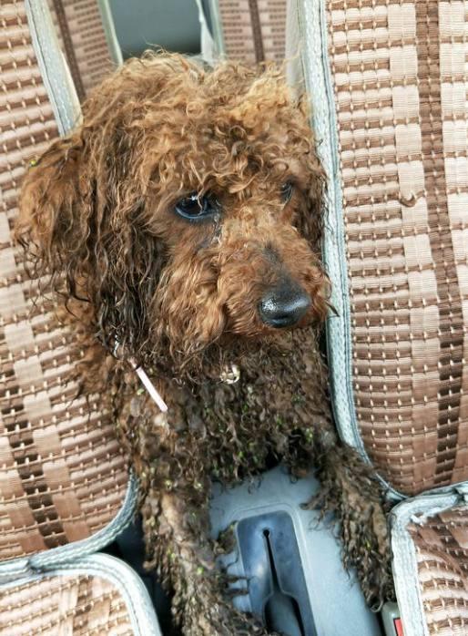 路边捡了一只流浪泰迪,又脏又臭,带回家洗澡造型后画风大变样!