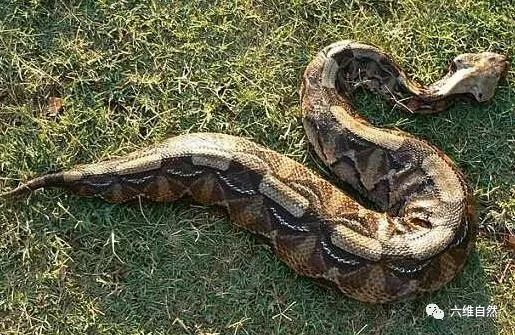 加蓬咝蝰很肥但攻击速度很快蛇界灵活的胖子