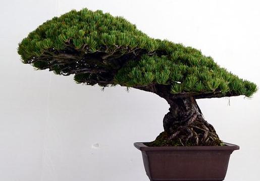 大阪松盆景制作要点,寻求人与自然的和谐统一|枝条