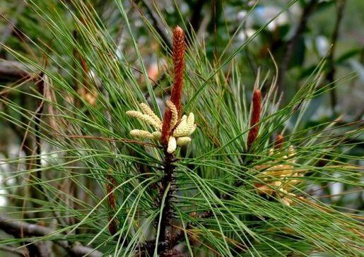 山里的这"针",能治便秘与失眠,必要时还是急救良药