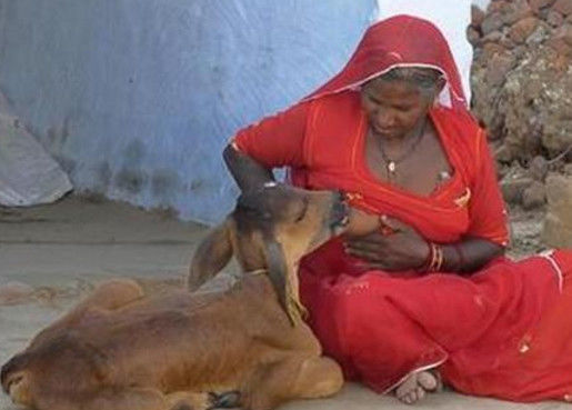 喝人奶长大的牛,就是喂奶的印度女子受不受得