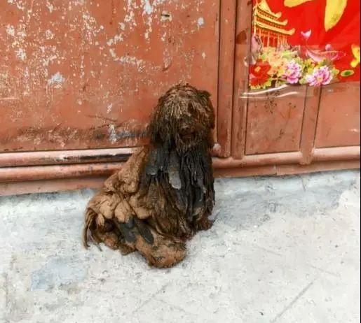 这只泰迪可能是头条混得最惨的了,蓬头垢面像拖把