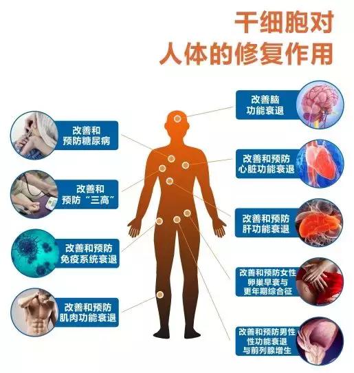 科研新发现: 补充年轻干细胞或对老年人身体有益!