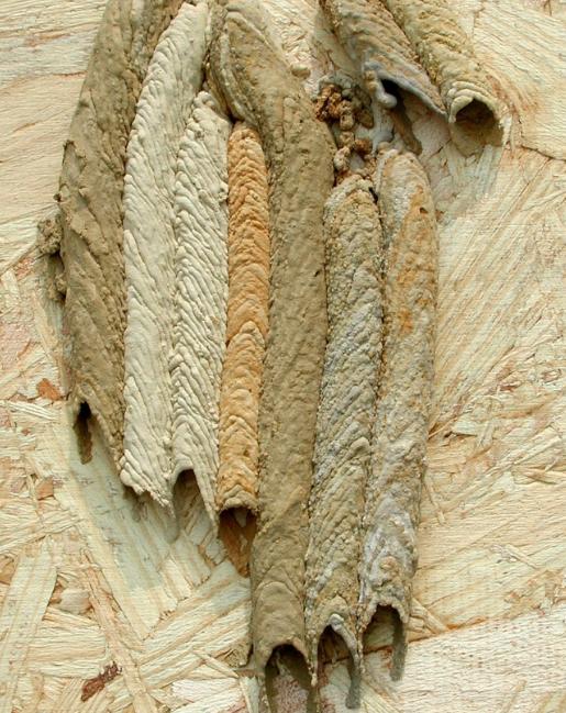 不知道是什么昆虫的巢穴不知道为什么,看起来也象是一个人脸68685