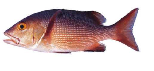 教你如何认识各种鱼和螃蟹