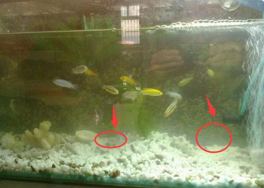 鱼缸三天不换水就浑浊有异味养鱼达人教你这样换水干净又省心