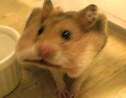 咦?我的饼干呢?转头想问一下家里的仓鼠,却当场逮到现行犯