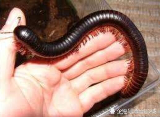 看外国人养宠物真恐怖, 我们看到一脚踩死的玩意