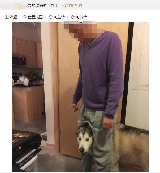 听说哈士奇就算带出去买菜都要夹住头,夹头杀专治二哈!