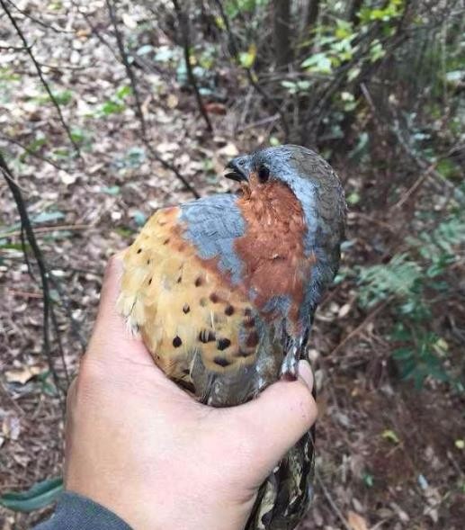 儿时在农村经常捕猎的竹鸡因吃货太多现在却面临濒危灭绝的下场