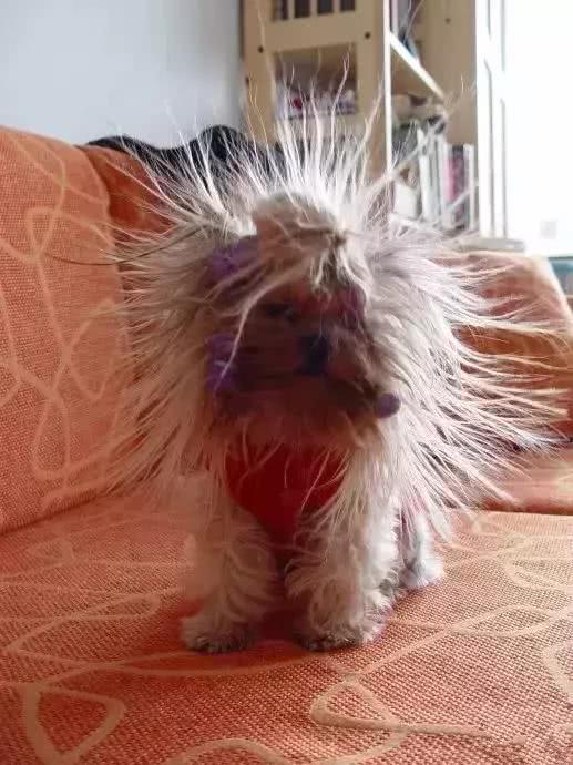 冬天最愁"静电",狗子们分分钟炸毛!这被动技能厉害了