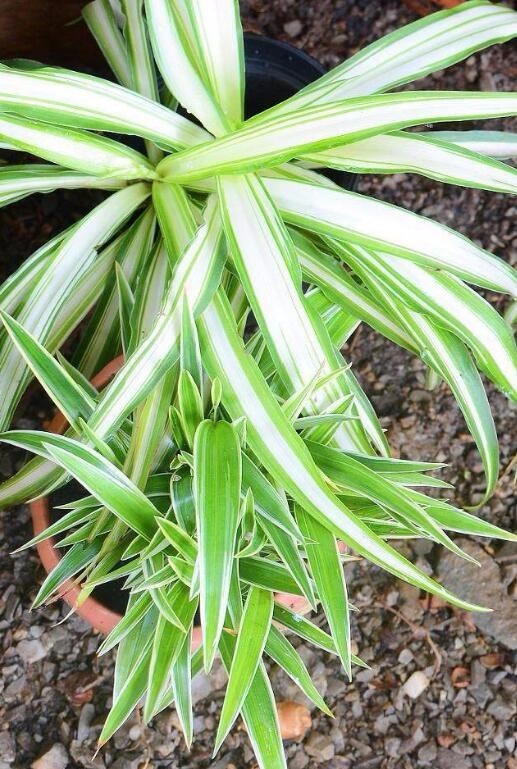 金边吊兰的风水作用(金边吊兰的寓意和象征风水)