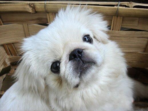 Image result for pekingese 狗 和孩子一起玩