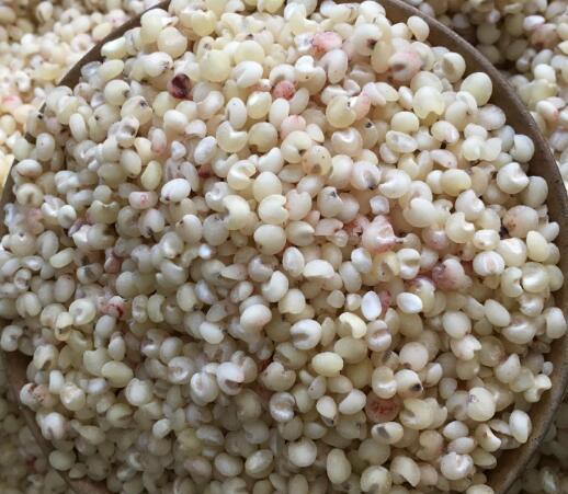 高粱脱壳后即为高梁米高粱米磨粉可以制作各种面食
