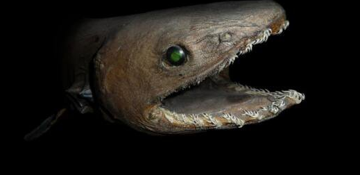 深海水族馆巨口鲨图片