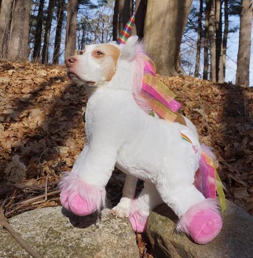 超爱角色扮演的汪星人maymo, 无论是动物还是东西都难不倒它!