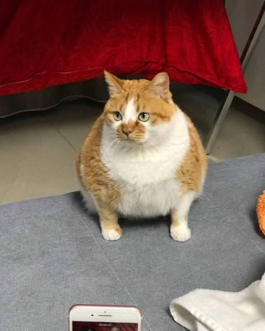 主人家一只可爱的橘猫网友这是真的胖啊屁股好圆