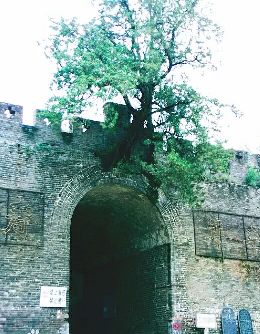 砖缝|柏树|洧川_新浪新闻