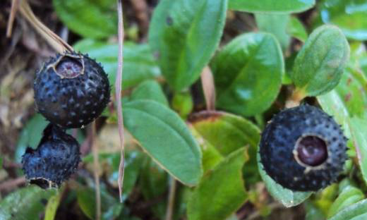 地菍,别名铺地锦,山地菍,紫茄子,山辣茄,地眼子,土茄子,地蒲根,地脚菍