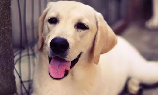 2018狗年犬系老公大分类你喜欢哪一类